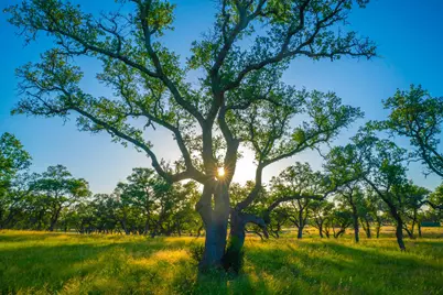 0 Bountiful Oaks, Johnson City, TX 78636 - Photo 1