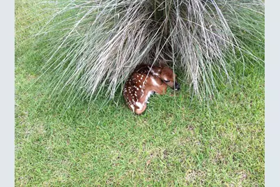 Lot 71 Encantada - Escondido, Horseshoe Bay, TX 78657 - Photo 16