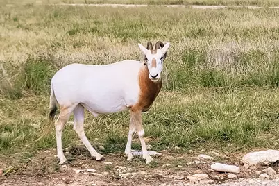 Lot 120 Fallow, Harper, TX 78631 - Photo 14
