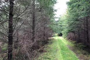 217 Xx Thompson Creek Rd, Tenino, WA 98589 - Photo 8