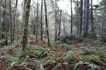 0 Lackey Road NW, Vaughn, WA 98394 - Photo 6