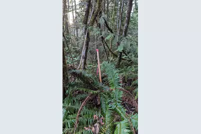 0 Lackey Road NW, Vaughn, WA 98394 - Photo 12