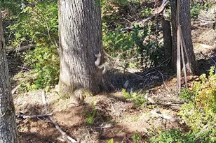 821 E Olde Lyme Rd, Shelton, WA 98584 - Photo 28