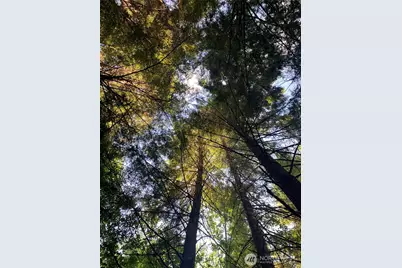 4 Tract Parpala Road, Naselle, WA 98638 - Photo 16