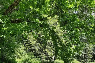 57255 State Rte 20, Rockport, WA 98283 - Photo 22