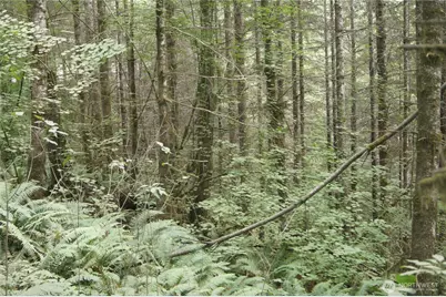 0 Nka Brooklyn Road, Oakville, WA 98568 - Photo 2