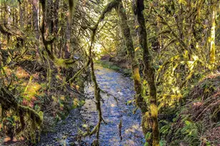 423 Lords Lake Loop, Quilcene, WA 98376 - Photo 6