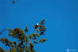 14210 Olalla Crest Ln SE, Olalla, WA 98359 - Photo 40