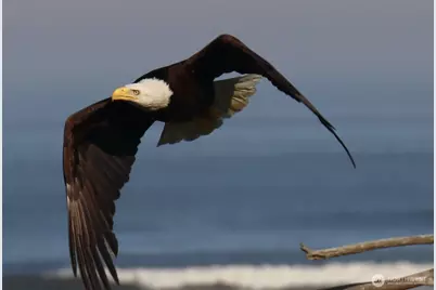 708 Sea Vista Lane, Grayland, WA 98547 - Photo 40