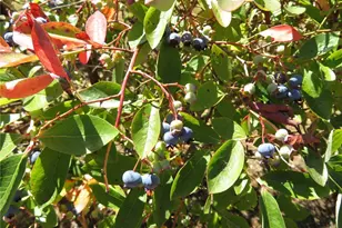 21 Wynooche Valley Rd, Montesano, WA 98563 - Photo 38