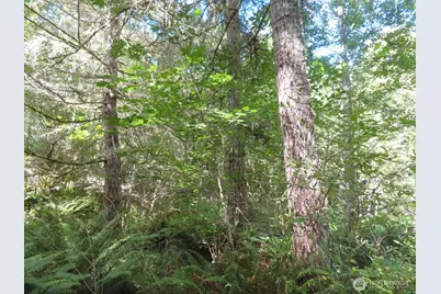 0 Salmon Creek Road, Mossyrock, WA 98564 - Photo 6