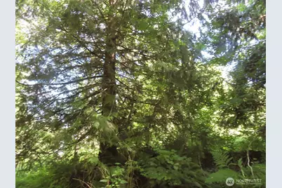 0 Salmon Creek Road, Mossyrock, WA 98564 - Photo 8