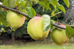 3951 S Tyler Rd, Port Angeles, WA 98363 - Photo 36