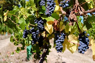 11700 NE 279th St, Battle Ground, WA 98604 - Photo 32