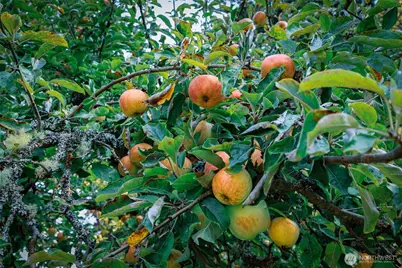 83 Medsker Road, Sequim, WA 98382 - Photo 28