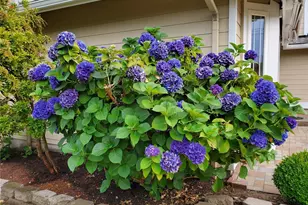 17217 Larch Way, Lynnwood, WA 98037 - Photo 40