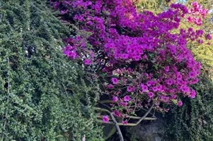 6423 Sand Point Way NE, Seattle, WA 98115 - Photo 30