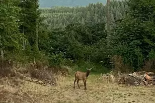 17012 226th St Ct E, Orting, WA 98360 - Photo 4