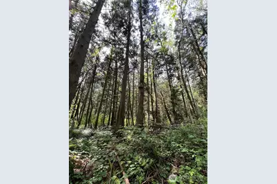 50 Acres Lincoln and Shintaffer Road, Blaine, WA 98230 - Photo 6