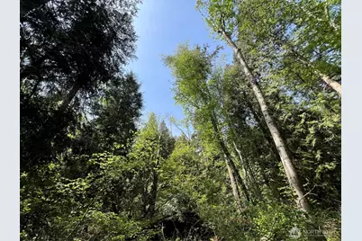 50 Acres Lincoln and Shintaffer Road, Blaine, WA 98230 - Photo 14