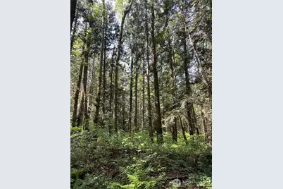 50 Acres Lincoln and Shintaffer Road, Blaine, WA 98230 - Photo 20