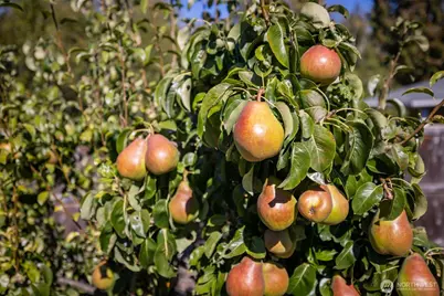 2439 W 12th Street, Port Angeles, WA 98363 - Photo 40