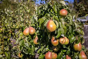 2439 W 12th St, Port Angeles, WA 98363 - Photo 40