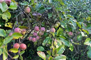 196 N Solmar Dr, Sequim, WA 98382 - Photo 26