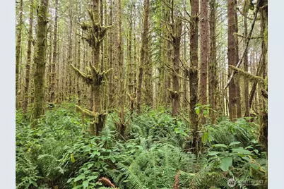 0 Lund Road, Cosmopolis, WA 98537 - Photo 10