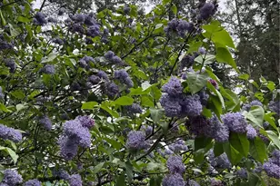 18619 Butternut Rd, Lynnwood, WA 98037 - Photo 28