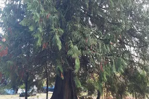 9202 Thunderbird Ln, Concrete, WA 98237 - Photo 26