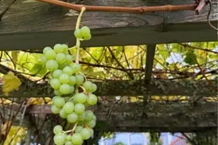 784 Windrose Dr, Coupeville, WA 98239 - Photo 36