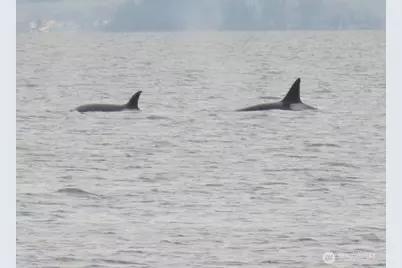 3151 Shoreline Drive, Camano Island, WA 98282 - Photo 30