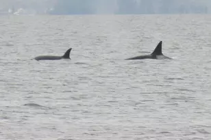 3151 Shoreline Dr, Camano Island, WA 98282 - Photo 30