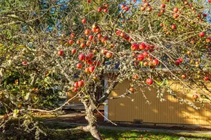 126 Leslie Ln, Sequim, WA 98382 - Photo 32