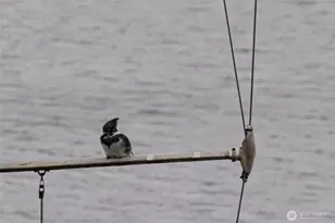 241 Warbass Way, Friday Harbor, WA 98250 - Photo 28