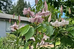 1568 SE Oregon St, Port Orchard, WA 98367 - Photo 6