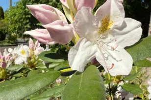 1301 NW 40th St, Vancouver, WA 98660 - Photo 34