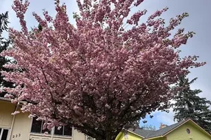 333 Wildcat St SE, Lacey, WA 98503 - Photo 38