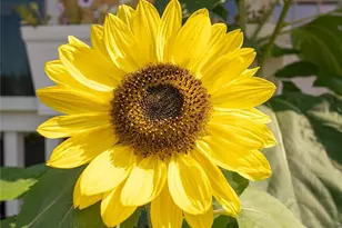 4201 Ambrosia Ln, Bellingham, WA 98226 - Photo 38