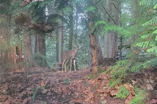 4117 Green Cove St NW, Olympia, WA 98502 - Photo 38