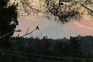 1515 3rd St, Kirkland, WA 98033 - Photo 36