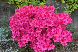 26733 227th Ave SE, Maple Valley, WA 98038 - Photo 36