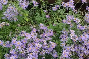 246 27 Walker Rd, Toledo, WA 98591 - Photo 34