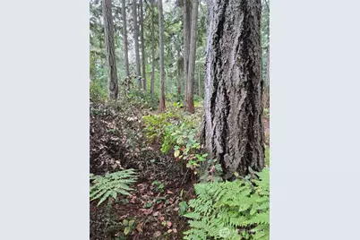 11119 122nd Avenue Ct, Anderson Island, WA 98303 - Photo 6