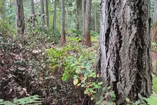 11119 122nd Ave Ct, Anderson Island, WA 98303 - Photo 6