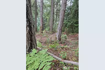 11119 122nd Avenue Ct, Anderson Island, WA 98303 - Photo 4