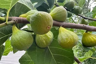 18731 116th Ave E, Puyallup, WA 98374 - Photo 30