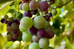 1116 E Marine View Dr, Everett, WA 98201 - Photo 28