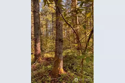 0 Chuckawa Lane SW, Yelm, WA 98597 - Photo 4
